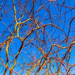 Corkscrew Willow Tree 11 Corkscrew Willow Tree -Green Yard Plant Store Corkscrew Willow 6