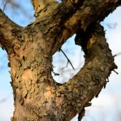 Cornelian Cherry Dogwood Tree 13 Cornelian Cherry Dogwood Tree -Green Yard Plant Store Cornelian Cherry Dogwood