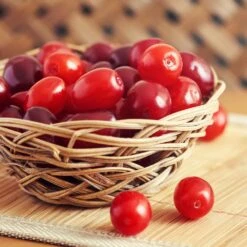 Cornelian Cherry Dogwood Tree 10 Cornelian Cherry Dogwood Tree -Green Yard Plant Store Cornelian Cherry Dogwood 1 FGT