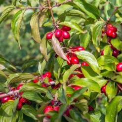 Cornelian Cherry Dogwood Tree 9 Cornelian Cherry Dogwood Tree -Green Yard Plant Store Cornelian Cherry Dogwood 2 FGT