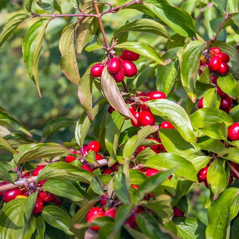 Cornelian Cherry Dogwood Tree 3 Cornelian Cherry Dogwood Tree - Image 3