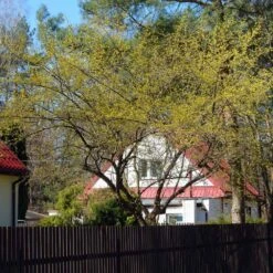 Cornelian Cherry Dogwood Tree 12 Cornelian Cherry Dogwood Tree -Green Yard Plant Store Cornelian Cherry Dogwood 4 FGT