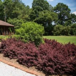 Crimson Fire™ Loropetalum -Green Yard Plant Store Crimson Fire Loropetalum 3