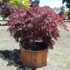 Crimson Queen Japanese Maple -Green Yard Plant Store Crimson Queen Japanese Maple 1