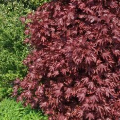 Crimson Sentry Norway Maple Tree -Green Yard Plant Store Crimson Sentry Maple 2 FGT