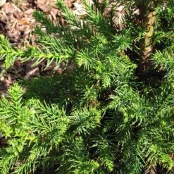 Black Dragon Cryptomeria -Green Yard Plant Store Cryptomeria Black Dragon 3