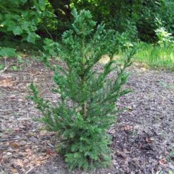 Black Dragon Cryptomeria -Green Yard Plant Store Cryptomeria Black Dragon 4