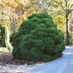 Cryptomeria 'Globosa Nana' Shrub -Green Yard Plant Store Cryptomeria Radicans 1 5a013f2a 9f79 4f42 98de 73ba60d03d17