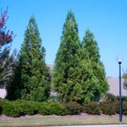 Cryptomeria Radicans -Green Yard Plant Store Cryptomeria Radicans 2