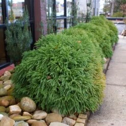 Cryptomeria 'Globosa Nana' Shrub -Green Yard Plant Store Cryptomeria Radicans 2 3165d994 5f65 4559 9565 a9ab498ac1dd