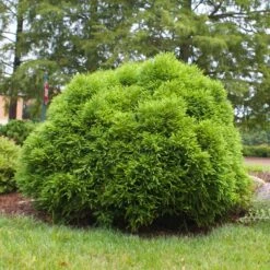 Cryptomeria 'Globosa Nana' Shrub -Green Yard Plant Store Cryptomeria Radicans 3