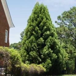 Cryptomeria Radicans -Green Yard Plant Store Cryptomeria Radicans 5