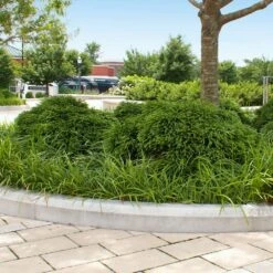 Cryptomeria 'Globosa Nana' Shrub -Green Yard Plant Store Cryptomeria Radicans 5 1b1b9abd 7f86 4bef bc80 cb1e72effa46