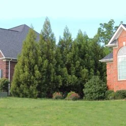 Cryptomeria Radicans -Green Yard Plant Store Cryptomeria Radicans 6