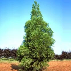 Yoshino Japanese Cedar 6 Yoshino Japanese Cedar -Green Yard Plant Store Cryptomeria Yoshino 1