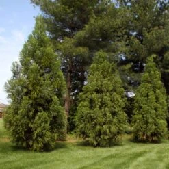 Yoshino Japanese Cedar 7 Yoshino Japanese Cedar -Green Yard Plant Store Cryptomeria Yoshino 2