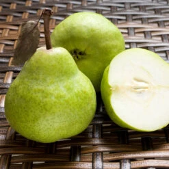 D'Anjou Pear Tree -Green Yard Plant Store DAnjou Pear 3 FGT da277ba9 1c1c 4f9f 9202 bc3a27216f3b