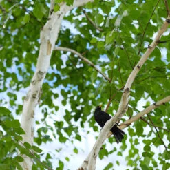 Dakota Pinnacle Birch Tree 7 Dakota Pinnacle Birch Tree -Green Yard Plant Store Dakota Pinnacle Birch 5