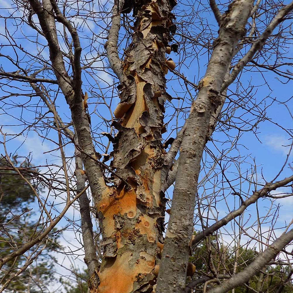 DannaSpire Columnar Elm Tree 6 DannaSpire Columnar Elm Tree - Image 6