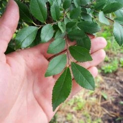 DannaSpire Columnar Elm Tree 8 DannaSpire Columnar Elm Tree -Green Yard Plant Store Danaspire Elm 2