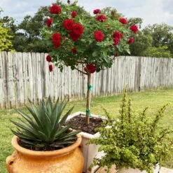 Dancing In The Dark™ Rose Tree -Green Yard Plant Store Dancing in the Dark 2