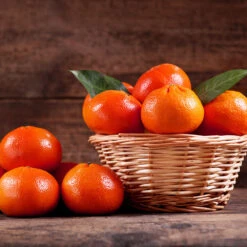 Dancy Tangerine Tree -Green Yard Plant Store Dancy Tangerine 1 FGT