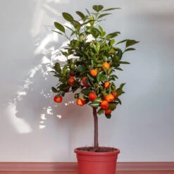 Dancy Tangerine Tree -Green Yard Plant Store Dancy Tangerine 2 FGT