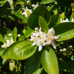 Dancy Tangerine Tree -Green Yard Plant Store Dancy Tangerine 7