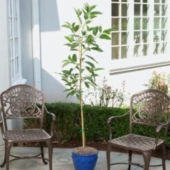 Condo™ Avocado Tree 8 Condo™ Avocado Tree -Green Yard Plant Store Day Condo Avocado 1