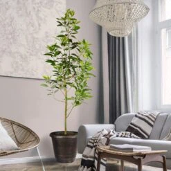 Green Yard Plant Store -Green Yard Plant Store Day Condo Avocado 3