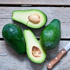 Condo™ Avocado Tree 10 Condo™ Avocado Tree -Green Yard Plant Store Day Condo Avocado 5 FGT