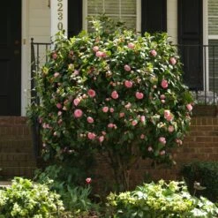 Debutante Camellia -Green Yard Plant Store Debutante Camellia 1