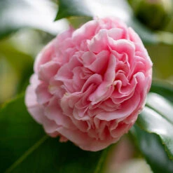 Debutante Camellia -Green Yard Plant Store Debutante Camellia 3 FGT