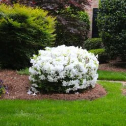 Delaware Valley White Azalea -Green Yard Plant Store Delaware Valley Azalea FGT 2