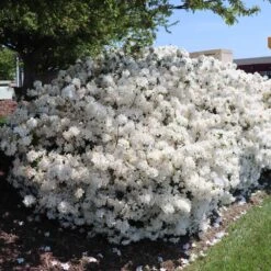 Delaware Valley White Azalea -Green Yard Plant Store Delaware Valley Azalea FGT 3