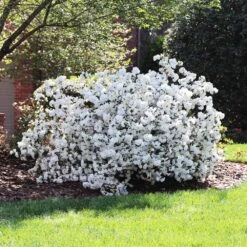 Delaware Valley White Azalea -Green Yard Plant Store Delaware Valley Azalea FGT 4