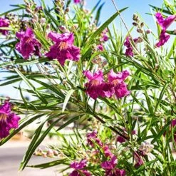Bubba Jones Desert Willow 6 Bubba Jones Desert Willow -Green Yard Plant Store Desert WIllow Bubba Jones 1