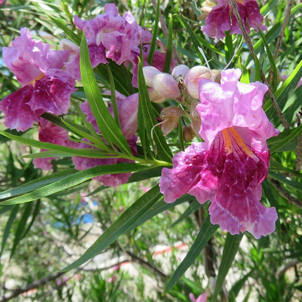 Bubba Jones Desert Willow 1 Bubba Jones Desert Willow