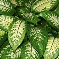 Dieffenbachia And Song Of India Combo -Green Yard Plant Store Diffenbachia song of india 2