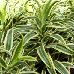 Dieffenbachia And Song Of India Combo -Green Yard Plant Store Diffenbachia song of india 3