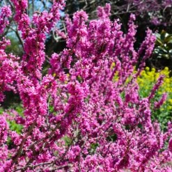 Don EGolf Redbud Tree -Green Yard Plant Store Don E Golf Redbud 6 FGT