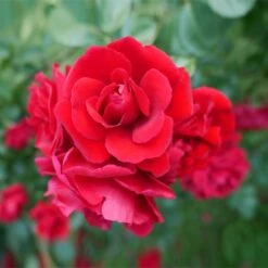 Don Juan Climbing Rose -Green Yard Plant Store Don Juan 1 FGT
