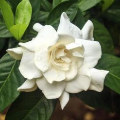 Double Blooming Gardenia Tree -Green Yard Plant Store Double Blooming Gardenia 3 FGT
