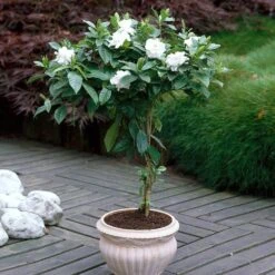 Double Blooming Gardenia Tree -Green Yard Plant Store Double Blooming Gardenia 6 FGT