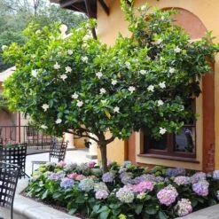 Double Blooming Gardenia Tree -Green Yard Plant Store Double Blooming Gardenia Tree 6