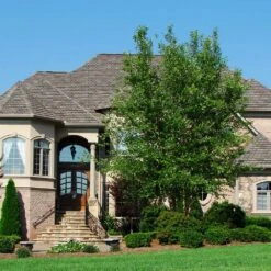 Dura Heat® River Birch -Green Yard Plant Store Dura Heat River Birch 1