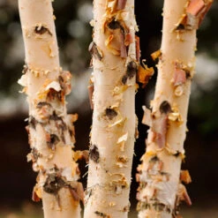 Dura Heat® River Birch -Green Yard Plant Store Dura Heat River Birch 4