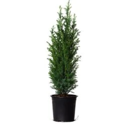 Dwarf Italian Cypress -Green Yard Plant Store Dwarf Italian Cypress 800 Mainimage FGT