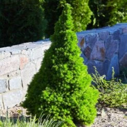 Dwarf Alberta Spruce -Green Yard Plant Store Dwarf ALberta ALberta Spruce 3 FGT