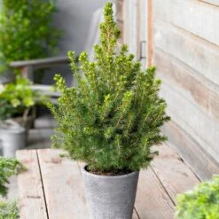 Dwarf Alberta Spruce -Green Yard Plant Store Dwarf ALberta ALberta Spruce 5 FGT